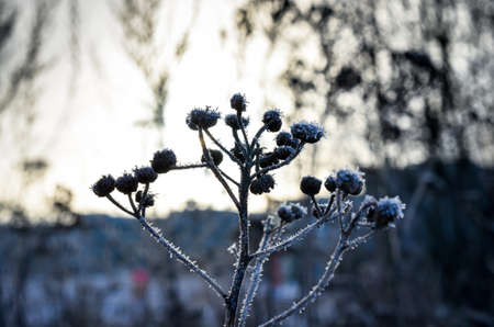 frozen plants grown with ice crystals in winter sunlightの写真素材