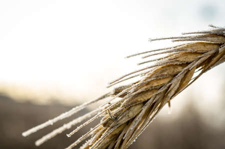 frozen plants grown with ice crystalsの写真素材