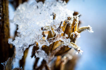 frozen ice hanging on winter plants in winter lightの写真素材