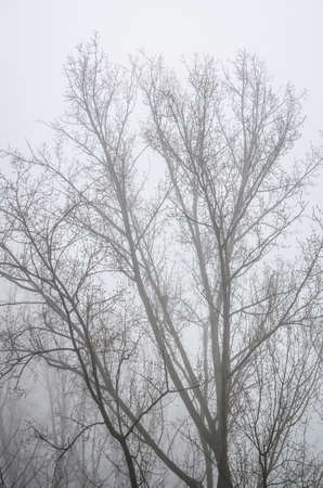 trees in foggy winter landscape sceneryの写真素材