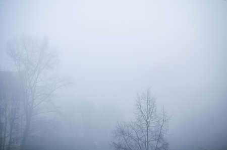 trees in foggy winter landscape scenery
