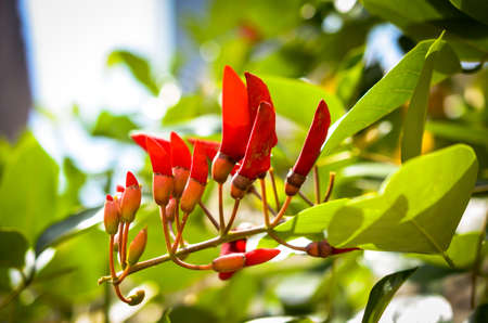 closeup red crista galli blossomsの写真素材