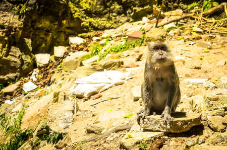 Macaque monkey in sunlight, malaysiaの写真素材