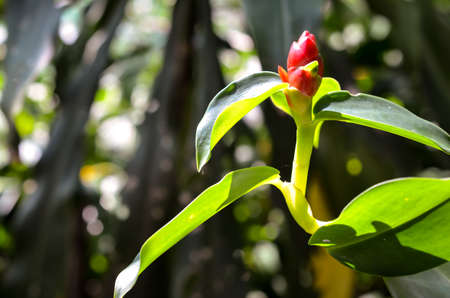 red heliconia flower blossom in sunlightの写真素材