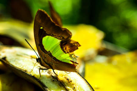 green and brown swallowtails butterfly with broken wingsの写真素材