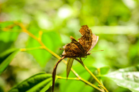 brown nymph butterfly with broken wings resting
