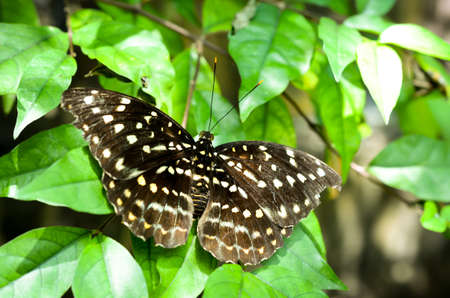closeup of dotted black and white butterfly resting