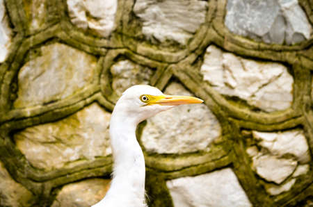 potrait of white cattle egret bird bevore a wallの写真素材