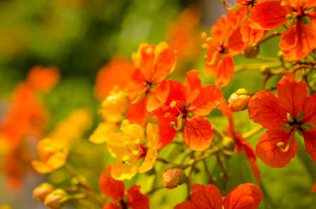 red hibiscus blossoms in sunlightの写真素材