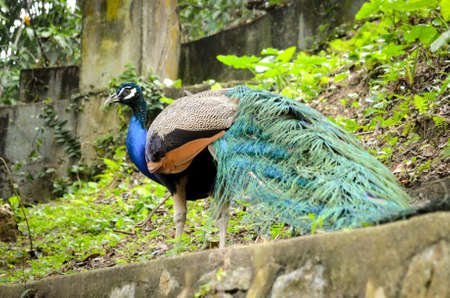 male peacock resting on concrete wallの写真素材