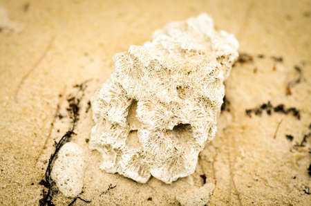closeup of corals lying in beach sandの写真素材