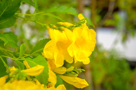 yellow buttercup allamanda flower blossom close up shot