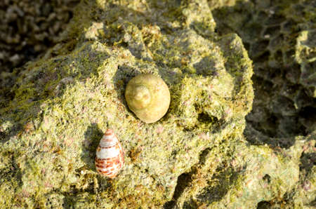 sea shells lying in coral reef at the tropical beachの写真素材