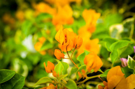 orange bougainville tropical flower blossom detailed macroshotの写真素材