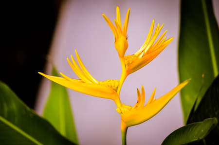 orange tropical heliconia flower blossom in sunlightの写真素材