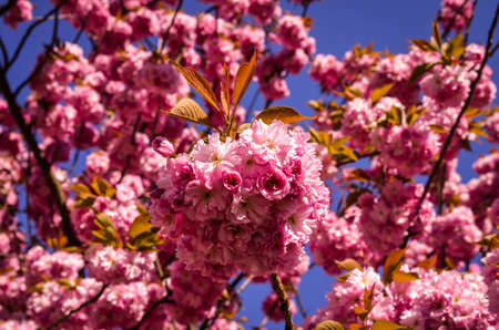 pink sakura cherry blossom in springtime and blue sky