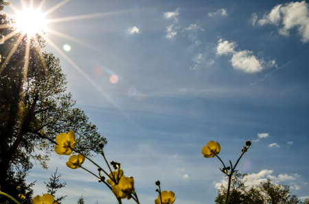 rape seed blossoms on spring meadow during sunshineの写真素材