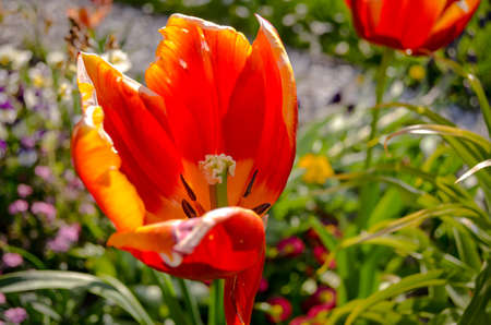 large red tulip blossom flower garden in spring sunlight