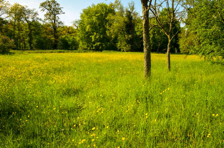 green spring meadow in park landscapeの写真素材