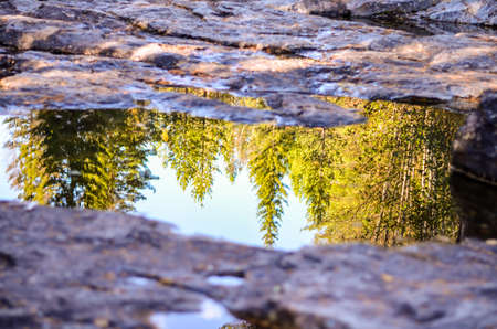 tree forest reflection in puddle at rocky floor landscapeの写真素材