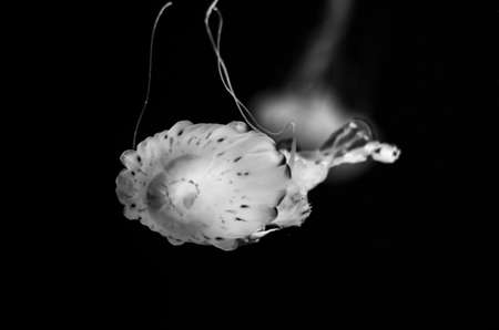 jellyfish swimming in water in black and white