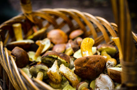 basket full of mushroom collectionの写真素材