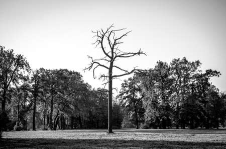 Lonely dead tree Art nature.の写真素材