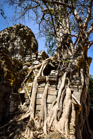 Ta som temple grown with banyan tree at angkor archaeological parkの写真素材