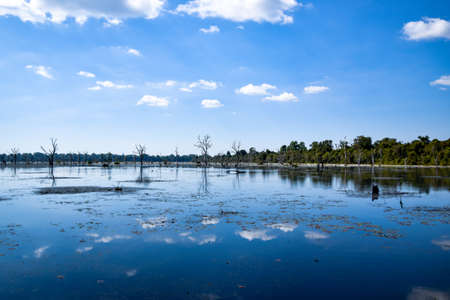 plants reflecting in lake at neak pean temple, angkor archaeological parkの写真素材