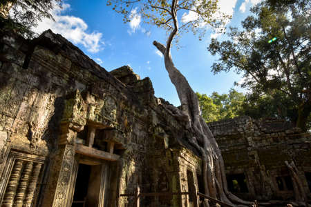 giant Banyan tree roots over Ta Phrom temple, Angkor, archaeological park, Cambodiaの写真素材