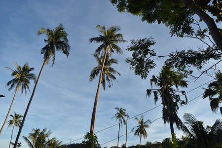 coconut palmtrees rising in the blue skyの写真素材