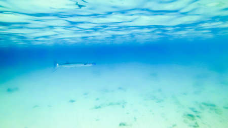 blue needlefish swimming in dusty blue waterの写真素材