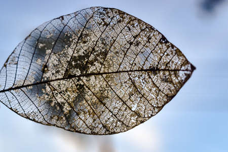 detailed texture of a rotten mangrove tree leafの写真素材