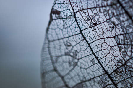 detailed texture of a rotten mangrove tree leafの写真素材