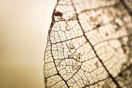 detailed texture of a rotten mangrove tree leafの写真素材