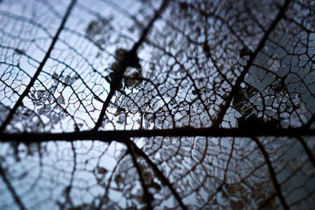 detailed texture of a rotten mangrove tree leafの写真素材
