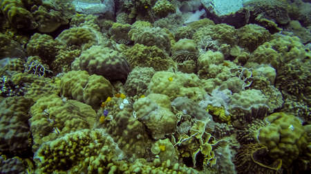 sea corals at the ground in tropical waterの写真素材