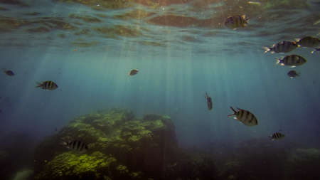 fishes close to water surface with sunraysの写真素材