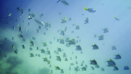 group of tropical fishes underwater