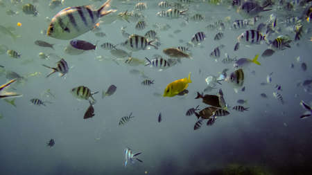 group of tropical fishes underwaterの写真素材