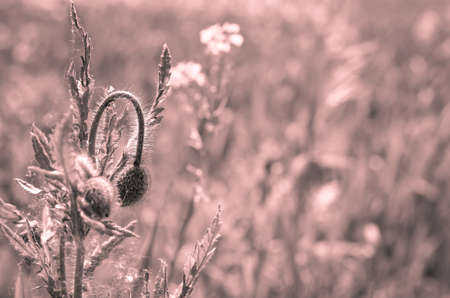 summer wildflowes growing on meadowの写真素材