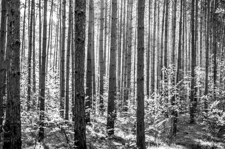 parallel aspen trees in forest landscape in black and whiteの写真素材
