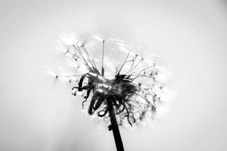 dandelion macro contrastly growing on spring meadowの写真素材