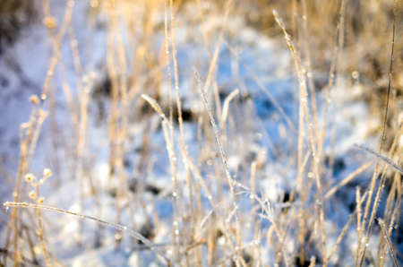frosty snow landscape and plants at sunny dayの写真素材