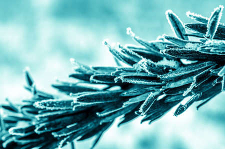 frozen wild wheat closeup in blue colors covered with iceの写真素材