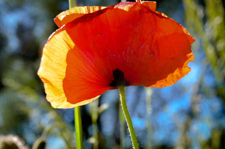 red wild poppy flower on natural spring meadow closeupの写真素材