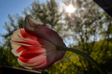 red and white striped tulip against evening sunlightの写真素材
