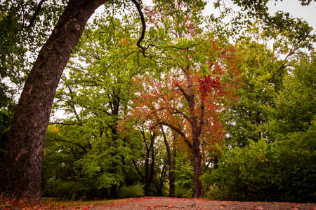 Autumn landscape in middle europe with red leaves