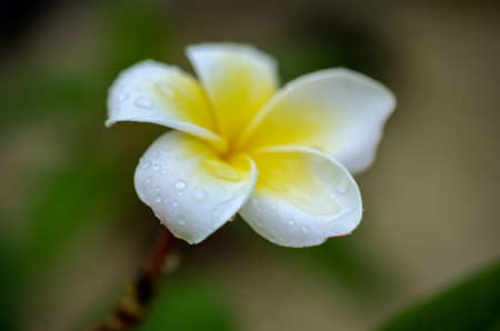 frangipani plumeria flower after rainfall covered with dropsの写真素材