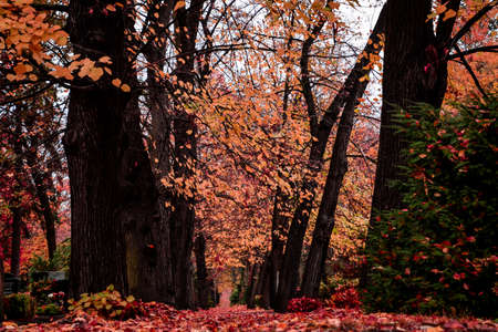 Autumn or fall landscape in middle europe